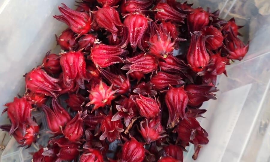 hibiscus_fresh2 פרחי היבוסקוס (קרקדה)